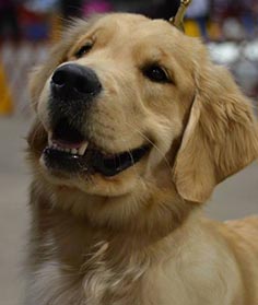 zestgoldens.com nala