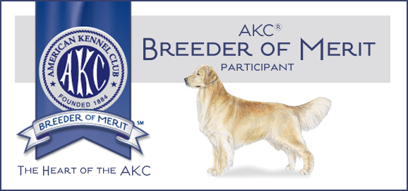 zest golden retrievers breeder of merit