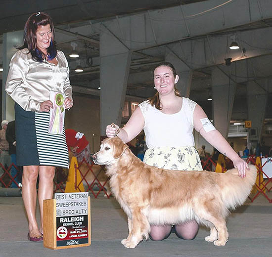 zest golden retrievers kizzie best veteran in sweepstakes