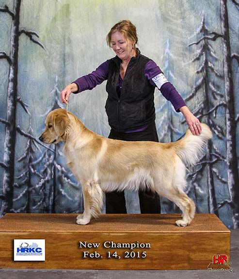 zest golden retrievers nala new champion