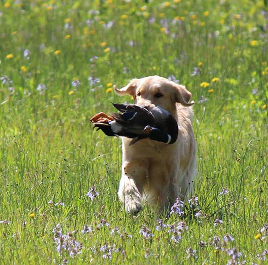 zest golden retrievers nala retrieve