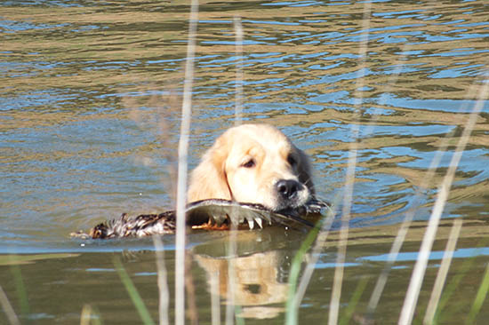 zest golden retrievers nala swim