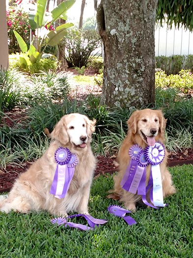 zest goldens spice and lark free style