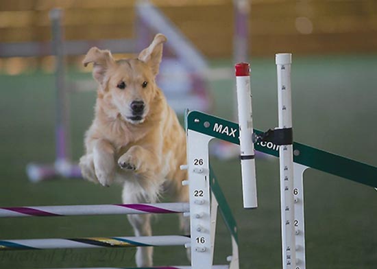 zest golden retrievers nala jump