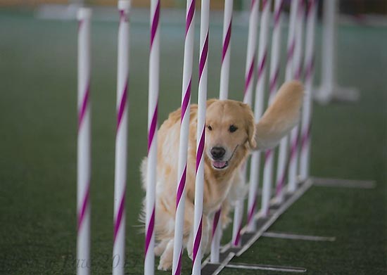 zest golden retrievers nala retrieve