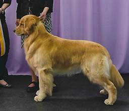 zest golden retrievers calvin