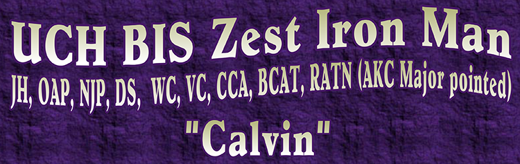 zestgoldens.com calvin