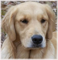 zestgoldens.com nana