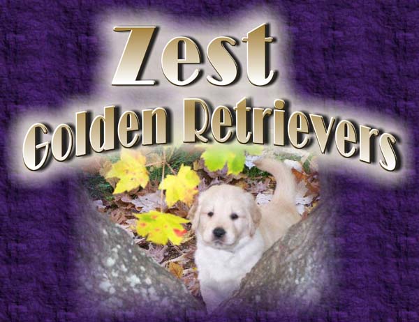 Golden Retriever Breeders North Carolina, golden retriever puppies north carolina, zest golden retrievers